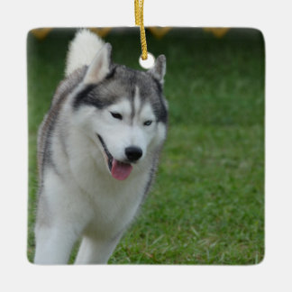 Niedlicher sibirischer Schlittenhund Keramikornament