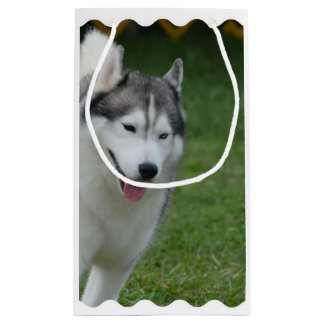 Niedlicher sibirischer Schlittenhund Kleine Geschenktüte