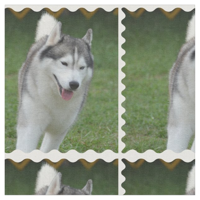 Niedlicher sibirischer Schlittenhund Stoff (Nahaufnahme)