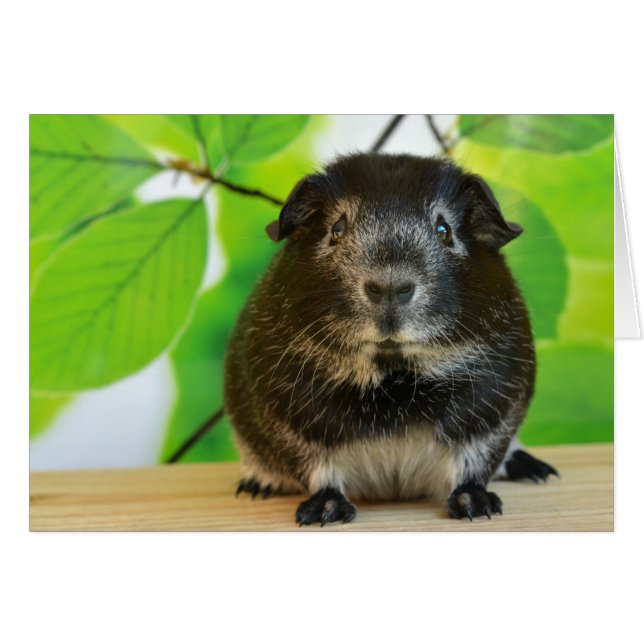 Niedlicher Silberfuchs Guinea Pig (Vorderseite (Horizontal))