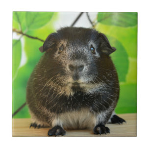 Niedlicher Silberfuchs Guinea Pig Fliese