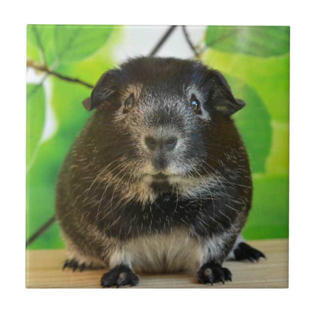 Niedlicher Silberfuchs Guinea Pig Fliese (Vorderseite)