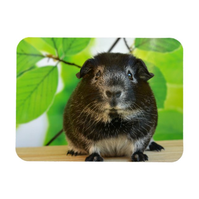 Niedlicher Silberfuchs Guinea Pig Magnet (Horizontal)