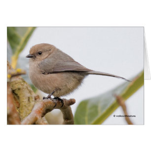 Niedlicher Singvogel auf dem Birnbaum