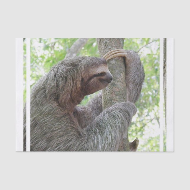 Niedlicher Sloth Seidenpapier (Vorderseite)