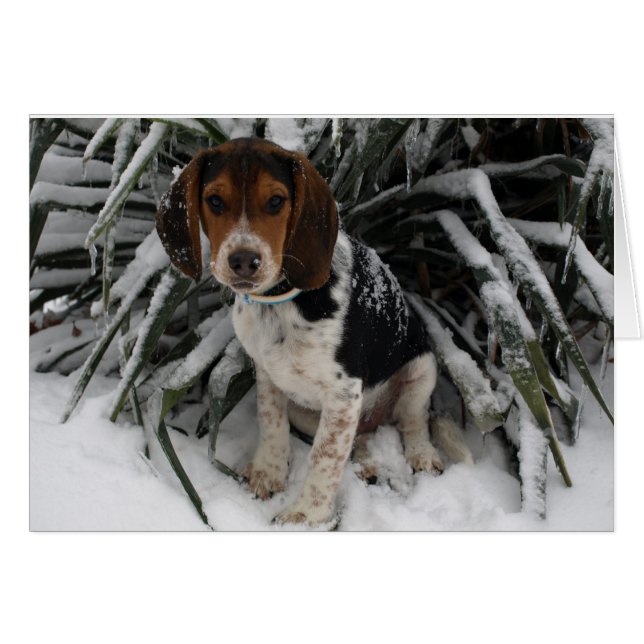 Niedlicher Snoopy Beagle Welpe Hund in Snow (Vorderseite (Horizontal))