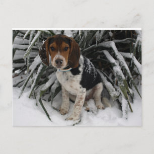 Niedlicher Snoopy Beagle Welpe Hund in Snow Postkarte