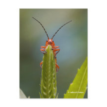 Niedlicher Soldat-Käfer auf dem falschen Drachenko