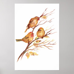 Niedlicher Song Sparrow, Bird, Garden, Tierart Poster