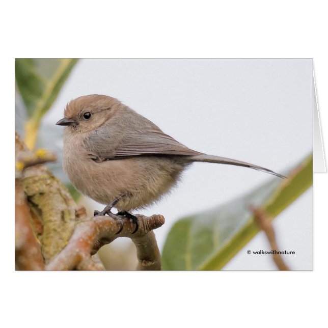 Niedlicher Songbird auf dem Birnbaum (Vorderseite (Horizontal))