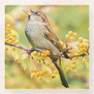 Niedlicher Sparrow auf einer Zweig der Gelben Berr Glasuntersetzer