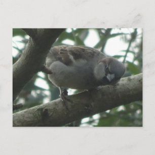 Niedlicher Sparrow Nah Up-DIC-Postkarte Postkarte