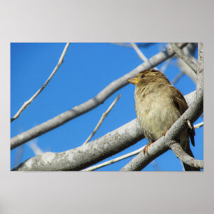 Niedlicher Spatz Poster