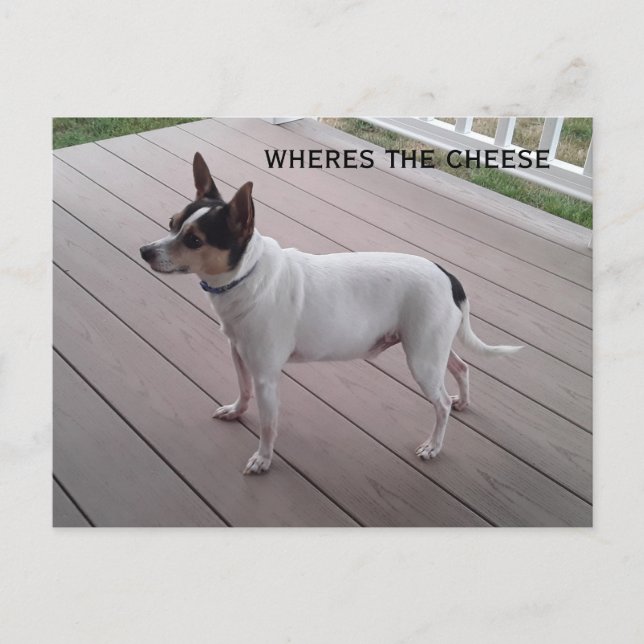 niedlicher Spielzeugfox-Terrier/Chihuahua-Hundepos Postkarte (Vorderseite)