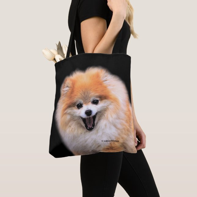 Niedlicher Spitz Hund (Von Nahem)