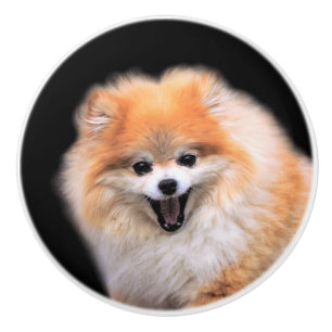 Niedlicher Spitz Hund Keramikknauf