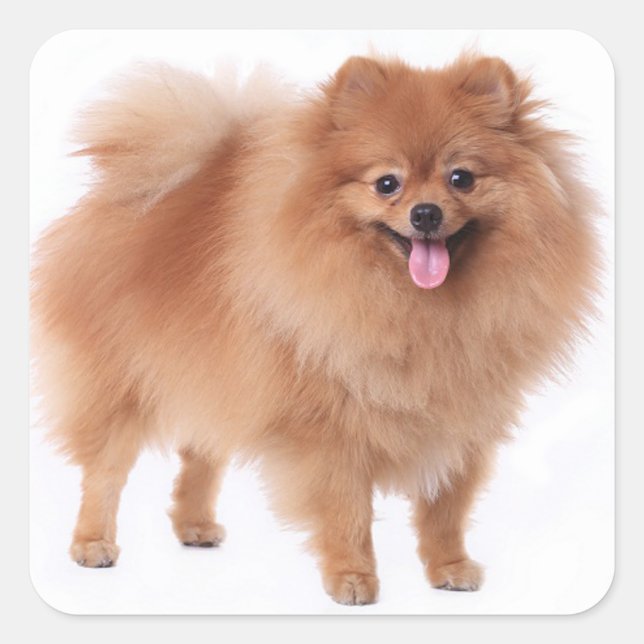 Niedlicher Spitz Mama Welpen Hund Lover Pom Pom Quadratischer Aufkleber (Vorderseite)