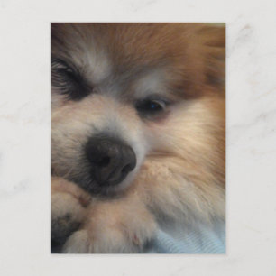 Niedlicher Spitz POSTCARD Postkarte
