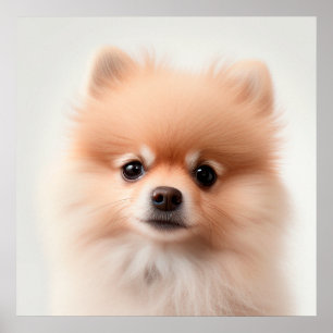 Niedlicher Spitz Welpendog Portrait Poster (2)