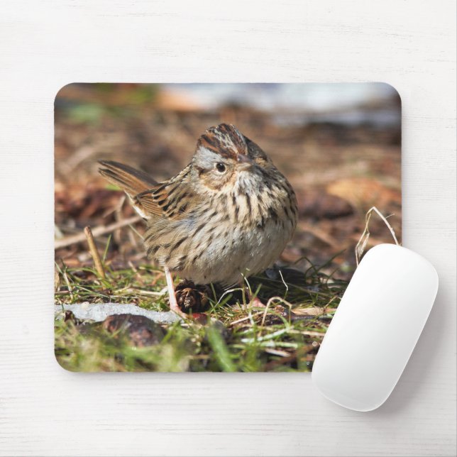 Niedlicher Spunky Lincoln-Sparrow-Songbird Mousepad (Mit Mouse)