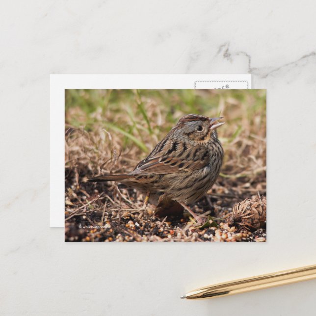 Niedlicher Spunky Lincoln-Sparrow-Songbird Postkarte (Vorderseite/Rückseite Beispiel)