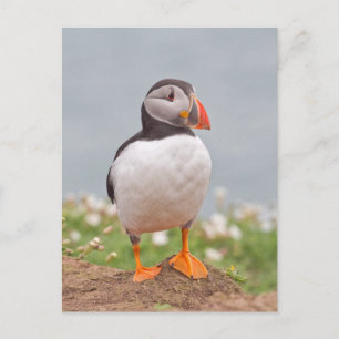 Niedlicher Stehender Puffin Postkarte