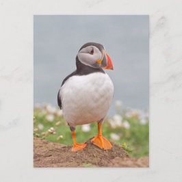 Niedlicher Stehender Puffin Postkarte