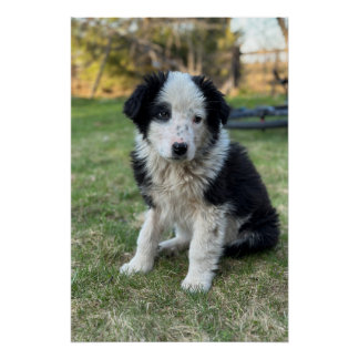 Niedlicher streunender Welpe Poster