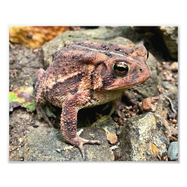 Niedlicher Südtoad Nah-up Fotodruck (Vorne)
