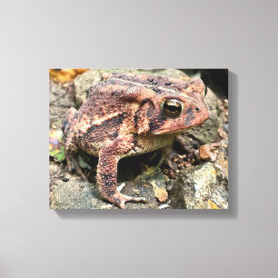 Niedlicher Südtoad Nah-up Leinwanddruck