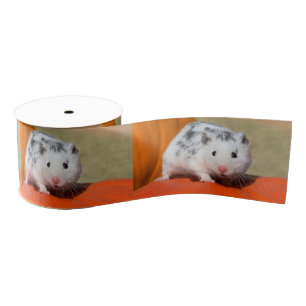 Niedlicher syrischer Hamster-weißes schwarzes Ripsband