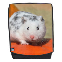 Niedlicher syrischer Hamster-weißes schwarzes