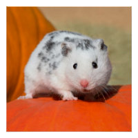 Niedlicher syrischer Hamster White Black Gepunktet