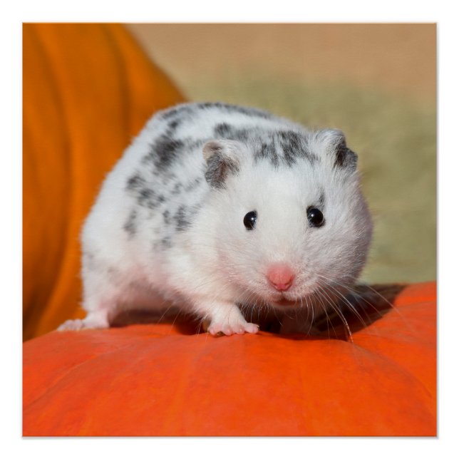 Niedlicher syrischer Hamster White Black Gepunktet Poster (Vorderseite)