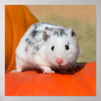 Niedlicher syrischer Hamster White Black Gepunktet