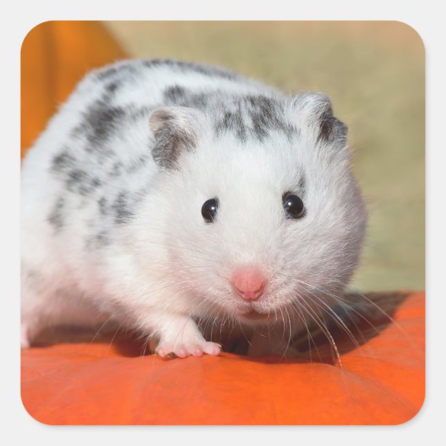 Niedlicher syrischer Hamster White Black Gepunktet Quadratischer Aufkleber (Vorderseite)