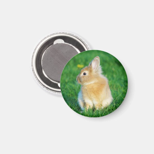 Niedlicher Tiersonnengang im Gras Magnet (Vorderseite/Rückseite)