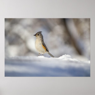 Niedlicher Titmausvogel im Schnee Poster