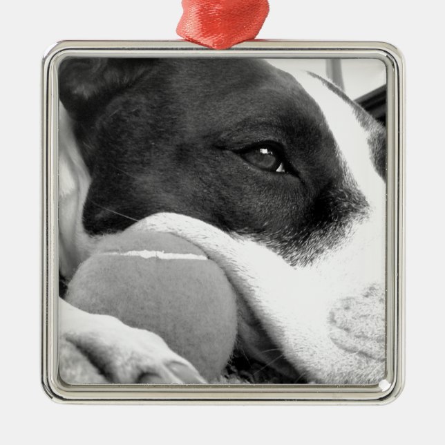 niedlicher, traurig aussehender Pitbulhund Schwarz Silbernes Ornament (Vorne)