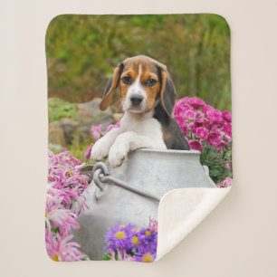 Niedlicher Tricolor Beagle Hund Welpe Haustier in  Sherpadecke