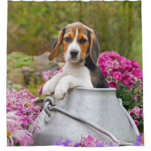 Niedlicher Tricolor Beagle Hund Welpe in einer Mil Duschvorhang