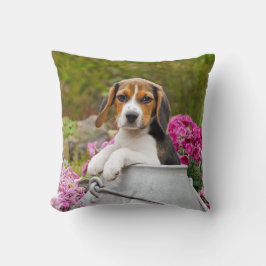 Niedlicher Tricolor Beagle Hund Welpe in einer Mil Kissen