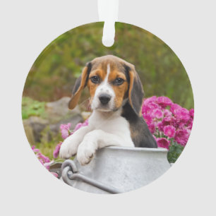 Niedlicher Tricolor Beagle Hund Welpe in einer Mil Ornament