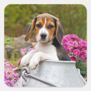 Niedlicher Tricolor Beagle Hund Welpe Pet in einer Quadratischer Aufkleber