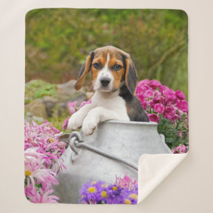 Niedlicher Tricolor Beagle Hund Welpe Pet in Milk Sherpadecke
