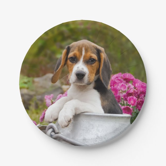 Niedlicher Tricolor Beagle-Hundewelpe im Pappteller (Vorderseite)
