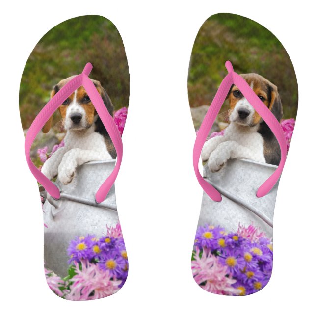Niedlicher Tricolor Beagle-Hundewelpe in einer Flip Flops (Fußbett)