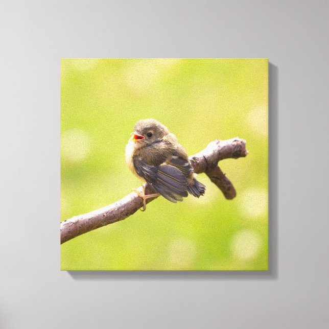 Niedlicher Vogel, der an einem Sommertag fröhlich  Leinwanddruck (Vorderseite)