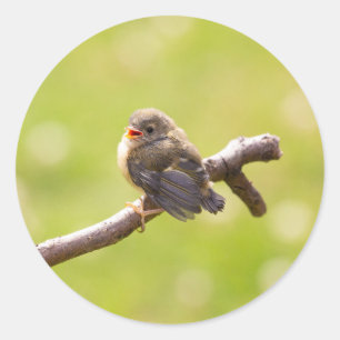 Niedlicher Vogel, der an einem Sommertag fröhlich Runder Aufkleber