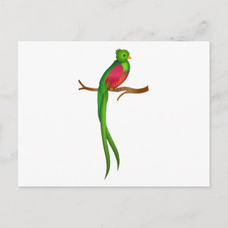 Niedlicher Vogel Quetzal Postkarte